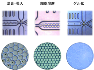 ドロップレット 細胞溶解 2液混合 ゲル化 ドロップレットジェネレーター DMSCS NTサイエンス