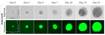 シングルセル培養プレート 1CellAssay3次元培養キット - NTサイエンス