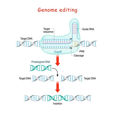 CRISPR-Cas9 ゲノム編集